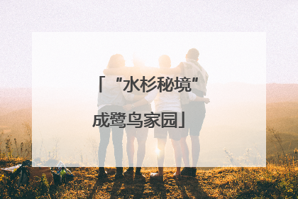 “水杉秘境”成鹭鸟家园