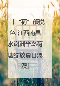 “荷”颜悦色 江西南昌水岚洲半岛荷塘绽放夏日浪漫