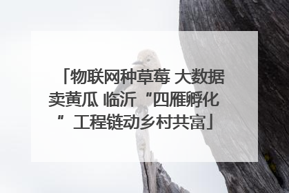 物联网种草莓 大数据卖黄瓜 临沂“四雁孵化”工程链动乡村共富