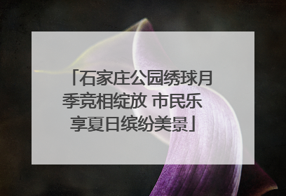 石家庄公园绣球月季竞相绽放 市民乐享夏日缤纷美景