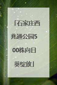石家庄西兆通公园500株向日葵绽放