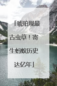 琥珀现最古虫草！寄生蚂蚁历史达亿年