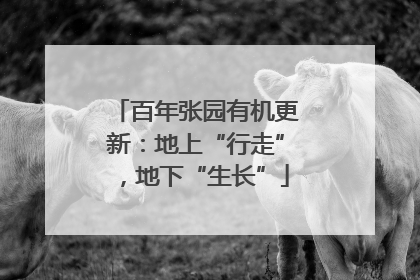 百年张园有机更新：地上“行走”，地下“生长”