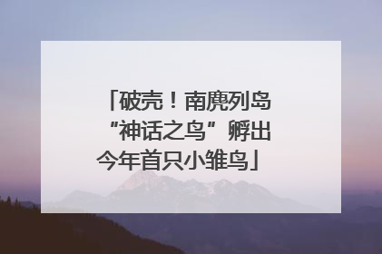 破壳！南麂列岛“神话之鸟”孵出今年首只小雏鸟