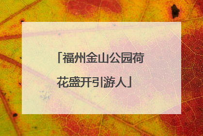 福州金山公园荷花盛开引游人