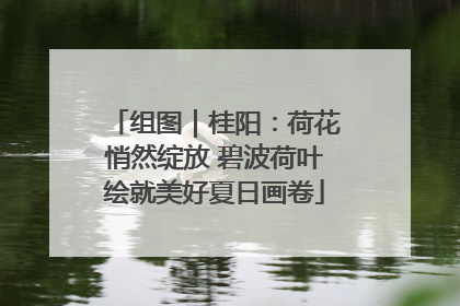 组图｜桂阳：荷花悄然绽放 碧波荷叶绘就美好夏日画卷