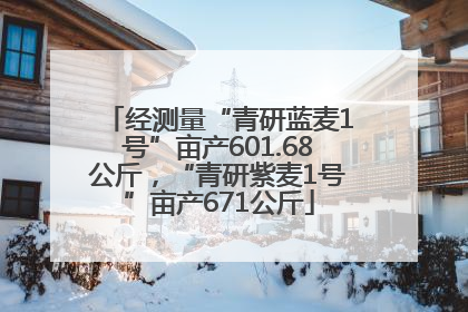 经测量“青研蓝麦1号”亩产601.68公斤，“青研紫麦1号”亩产671公斤