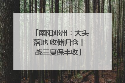南阳邓州：大头落地 收储归仓丨战三夏保丰收