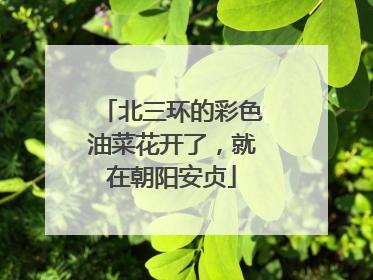 北三环的彩色油菜花开了，就在朝阳安贞
