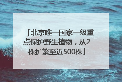 北京唯一国家一级重点保护野生植物，从2株扩繁至近500株