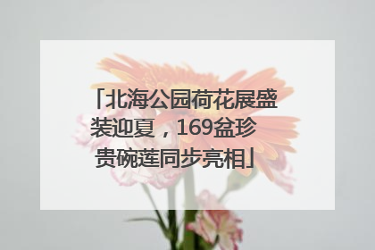 北海公园荷花展盛装迎夏，169盆珍贵碗莲同步亮相
