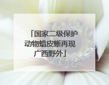 国家二级保护动物蜡皮蜥再现广西野外