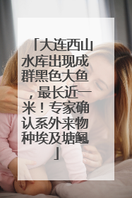 大连西山水库出现成群黑色大鱼，最长近一米！专家确认系外来物种埃及塘鲺