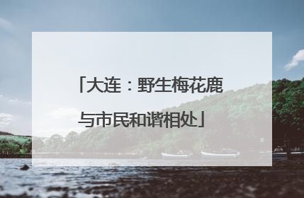 大连：野生梅花鹿与市民和谐相处