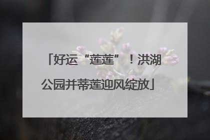 好运“莲莲”！洪湖公园并蒂莲迎风绽放