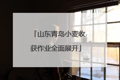山东青岛小麦收获作业全面展开