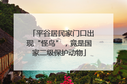 平谷居民家门口出现“怪鸟”，竟是国家二级保护动物