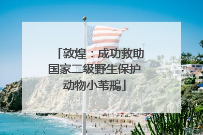 敦煌：成功救助国家二级野生保护动物小苇鳽