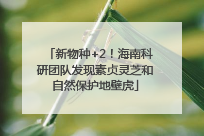 新物种+2！海南科研团队发现素贞灵芝和自然保护地壁虎