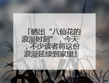 晒出“八仙花的浪漫时刻”，今天，不少读者将这份浪漫延续到家里