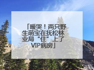 暖哭！两只野生萌宝在抚松林业局“住”上了VIP病房