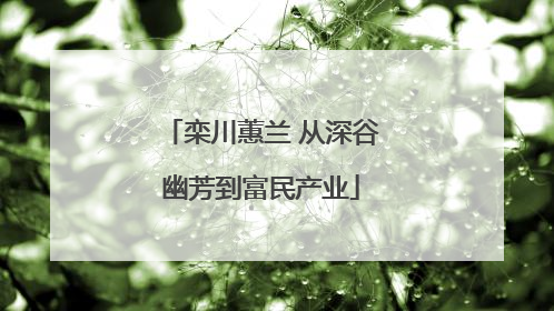 栾川蕙兰 从深谷幽芳到富民产业