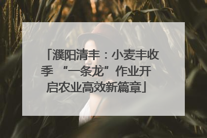 濮阳清丰：小麦丰收季 “一条龙”作业开启农业高效新篇章