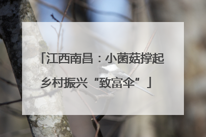 江西南昌：小菌菇撑起乡村振兴“致富伞”