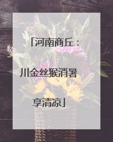 河南商丘：川金丝猴消暑享清凉