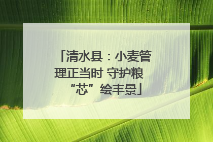 清水县：小麦管理正当时 守护粮“芯”绘丰景