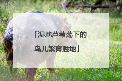 湿地芦苇荡下的鸟儿繁育胜地