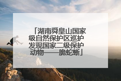 湖南舜皇山国家级自然保护区巡护发现国家二级保护动物——脆蛇蜥