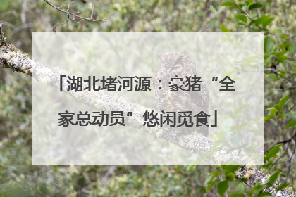 湖北堵河源：豪猪“全家总动员”悠闲觅食