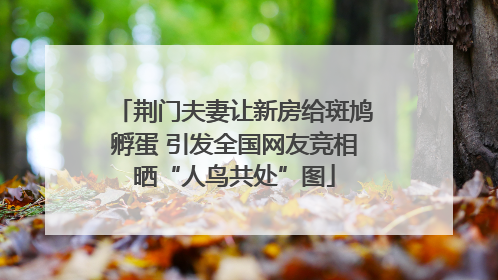 荆门夫妻让新房给斑鸠孵蛋 引发全国网友竞相晒“人鸟共处”图