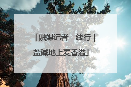 融媒记者一线行｜盐碱地上麦香溢