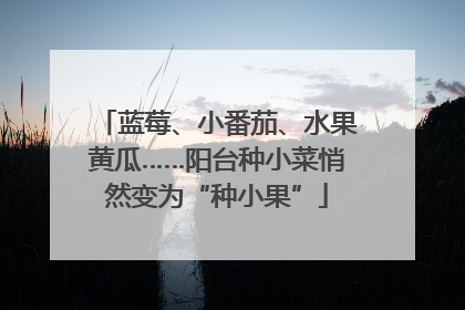 蓝莓、小番茄、水果黄瓜……阳台种小菜悄然变为“种小果”