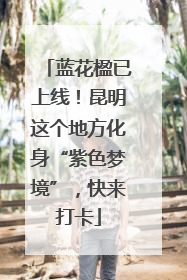 蓝花楹已上线！昆明这个地方化身“紫色梦境”，快来打卡