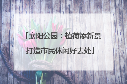 襄阳公园：植荷添新景 打造市民休闲好去处