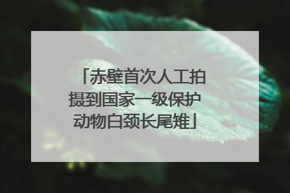 赤壁首次人工拍摄到国家一级保护动物白颈长尾雉