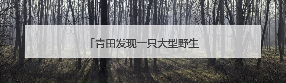 青田发现一只大型野生鼋 目测有六七十斤重