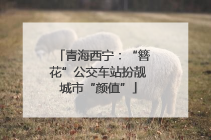 青海西宁：“簪花”公交车站扮靓城市“颜值”