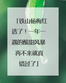 铁山杨梅红透了！一年一遇的酸甜风暴 再不来就真错过了