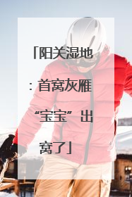 阳关湿地：首窝灰雁“宝宝”出窝了