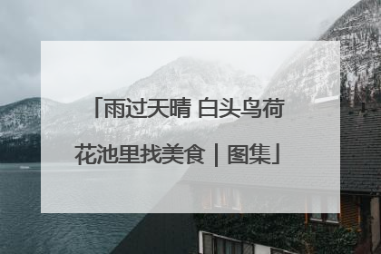 雨过天晴 白头鸟荷花池里找美食｜图集