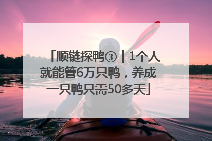 顺链探鸭③｜1个人就能管6万只鸭，养成一只鸭只需50多天