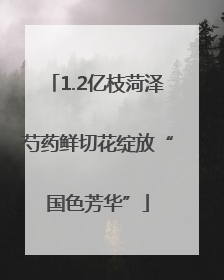 1.2亿枝菏泽芍药鲜切花绽放“国色芳华”