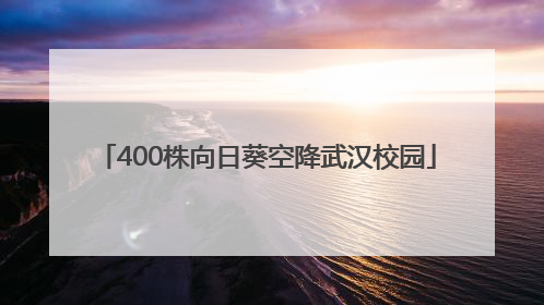 400株向日葵空降武汉校园